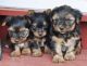 Yorkshire Terrier Puppies for sale in Columbia, SC, USA. price: $275