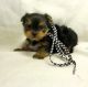 Yorkshire Terrier Puppies for sale in Maiden Rock, WI 54750, USA. price: NA