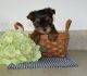Yorkshire Terrier Puppies for sale in Portland, OR 97207, USA. price: NA