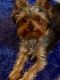 Yorkshire Terrier Puppies for sale in Bremerton, WA, USA. price: $800