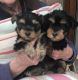 Yorkshire Terrier Puppies for sale in Alaska Range, Alaska, USA. price: NA