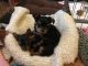 Yorkshire Terrier Puppies for sale in Ann Arbor, MI, USA. price: NA