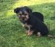 Yorkshire Terrier Puppies for sale in Klamath Falls, OR, OR, USA. price: NA