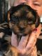 Yorkshire Terrier Puppies for sale in NC-54, Burlington, NC 27215, USA. price: $500