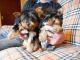 Yorkshire Terrier Puppies for sale in Marysville, WA, USA. price: $230