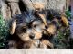 Yorkshire Terrier Puppies for sale in Hogansburg, Bombay, NY, USA. price: $300