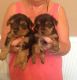 Yorkshire Terrier Puppies for sale in Westerville, OH, USA. price: NA