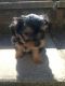Yorkshire Terrier Puppies for sale in Bloomfield, NJ, USA. price: NA