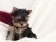 Yorkshire Terrier Puppies for sale in KY-227, Owenton, KY 40359, USA. price: NA