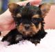 Yorkshire Terrier Puppies for sale in Abilene, Houston, TX 77020, USA. price: NA