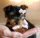 Yorkshire Terrier Puppies for sale in Abilene, Houston, TX 77020, USA. price: NA