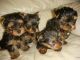Yorkshire Terrier Puppies for sale in Chicago, IL 60290, USA. price: NA