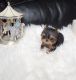 Yorkshire Terrier Puppies for sale in Greenville, TX, USA. price: $300
