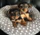 Yorkshire Terrier Puppies for sale in Palm Springs, CA 92262, USA. price: NA