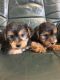 Yorkshire Terrier Puppies for sale in Crestwood, KY 40014, USA. price: NA