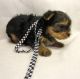 Yorkshire Terrier Puppies for sale in NC-54, Burlington, NC 27215, USA. price: NA