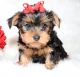 Yorkshire Terrier Puppies for sale in Des Moines, IA, USA. price: NA