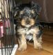 Yorkshire Terrier Puppies for sale in White Hall, AR 71602, USA. price: NA