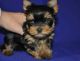 Yorkshire Terrier Puppies for sale in Bountiful, UT 84010, USA. price: $500