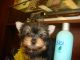 Yorkshire Terrier Puppies for sale in Milwaukee, WI 53201, USA. price: $500