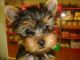 Yorkshire Terrier Puppies for sale in Milwaukee, WI 53201, USA. price: NA