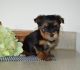 Yorkshire Terrier Puppies for sale in Danville, IL 61832, USA. price: NA