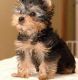 Yorkshire Terrier Puppies for sale in New Britain, CT, USA. price: NA