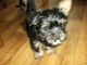 Yorkshire Terrier Puppies for sale in Michigan Ave, Inkster, MI 48141, USA. price: NA
