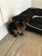 Yorkshire Terrier Puppies for sale in Bountiful, UT 84010, USA. price: NA