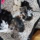 Yorkshire Terrier Puppies for sale in San Marino, CA 91108, USA. price: NA