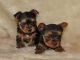 Yorkshire Terrier Puppies for sale in Lewis Center, OH, USA. price: NA