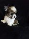 Yorkshire Terrier Puppies for sale in TX-45, Austin, TX 78739, USA. price: NA