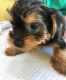 Yorkshire Terrier Puppies for sale in San Marino, CA 91108, USA. price: NA