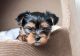 Yorkshire Terrier Puppies for sale in Bethel, CT 06801, USA. price: NA