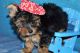 Yorkshire Terrier Puppies for sale in Redondo Beach, CA 90277, USA. price: NA