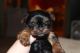 Yorkshire Terrier Puppies for sale in Perrinton, MI 48871, USA. price: $1,500