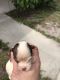 Yorkshire Terrier Puppies for sale in Fort Myers, FL, USA. price: $1,600