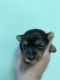 Yorkshire Terrier Puppies for sale in Fort Myers, FL, USA. price: $850