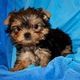 Yorkshire Terrier Puppies for sale in Albany St, New York, NY, USA. price: NA