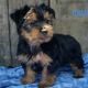 Yorkshire Terrier Puppies for sale in Canton, OH, USA. price: NA