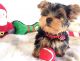 Yorkshire Terrier Puppies for sale in Tecate, CA 91987, USA. price: NA