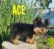 Yorkshire Terrier Puppies for sale in Millersburg, OH 44654, USA. price: NA
