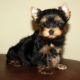 Yorkshire Terrier Puppies for sale in Tucson, AZ, USA. price: $500