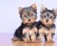 Yorkshire Terrier Puppies for sale in Jacksonville, FL 32238, USA. price: NA