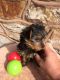 Yorkshire Terrier Puppies for sale in San Francisco, CA 94105, USA. price: NA