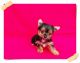 Yorkshire Terrier Puppies for sale in Ohio City, Cleveland, OH, USA. price: NA