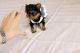 Yorkshire Terrier Puppies for sale in Memphis, TN, USA. price: NA