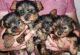 Yorkshire Terrier Puppies for sale in Allen St, New York, NY 10002, USA. price: NA