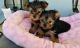 Yorkshire Terrier Puppies for sale in Realm of the Mad King, E 92nd St, New York, NY 10128, USA. price: NA