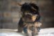 Yorkshire Terrier Puppies for sale in Birmingham St, Etobicoke, ON M8V, Canada. price: NA
